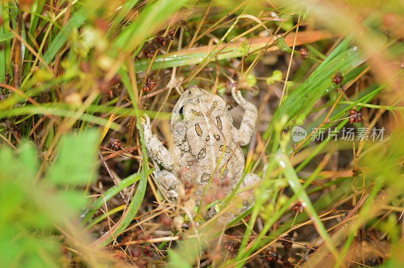 Fowler的蟾蜍，Bufo fowleri，在春天